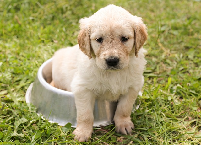 Foto de un cachorro de golden retriever sentado en un cuenco de comida para perros sobre el césped.