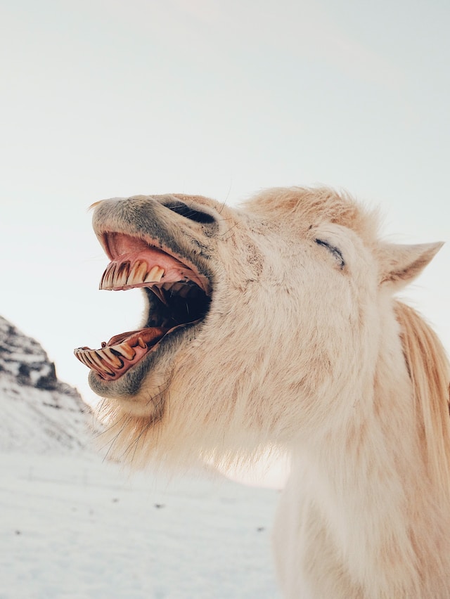 Un cammello che ride a bocca aperta.