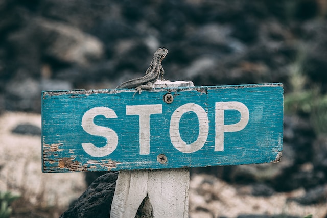 A photograph of a lizard sitting on an old blue wooden sign with the word “STOP” written on it.