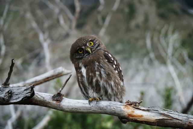 An owl with brown and white feathers sits on a tree branch and tilts its head.
