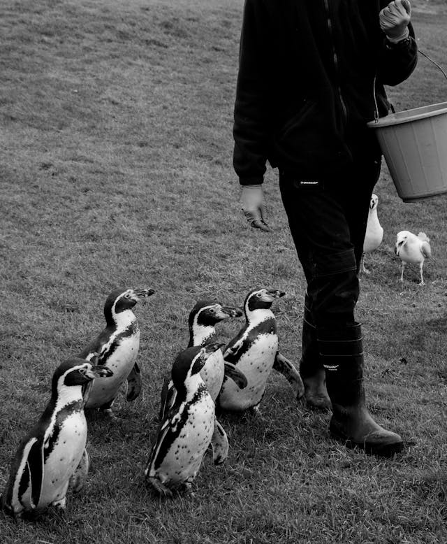 A colony of penguins follows a person with a bucket in one hand.