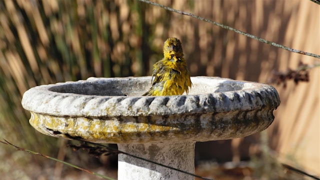 Seekor burung dengan bulu kuning dan hitam duduk di atas bak mandi burung berwarna abu-abu.