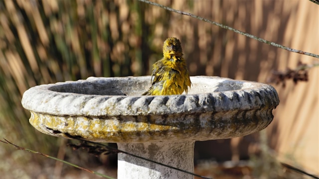 A bird with yellow and black feathers sits on a gray birdbath.