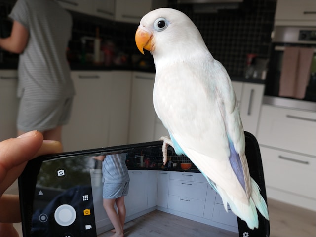 흰색, 파란색, 보라색 깃털과 노란색 부리를 가진 새가 스마트폰 위에 앉아 있습니다.