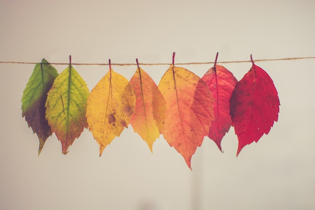 Multiple leaves in different colors hang on a line.