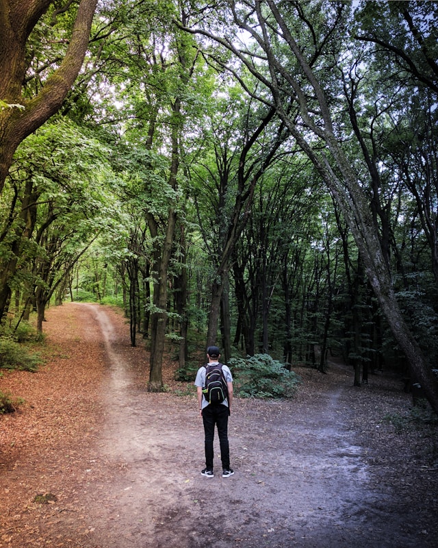 紫色のシャツに黒いズボンの男が、森の中の分かれ道に立っている。