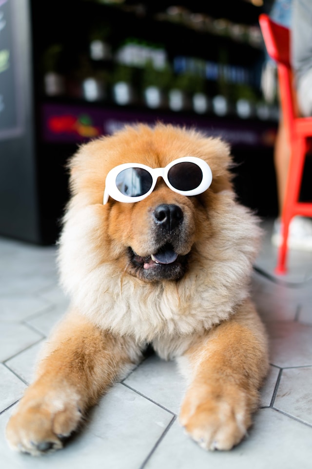 Een hond met een dikke bruine vacht draagt een zonnebril met een wit montuur.