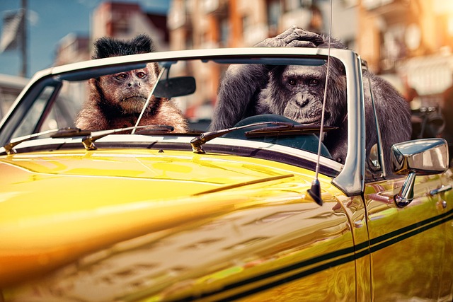 Dois macacos sentam-se num carro descapotável amarelo.