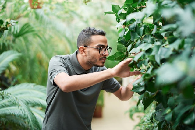 A person with a green collared shirt pushes a bush aside with his hands.