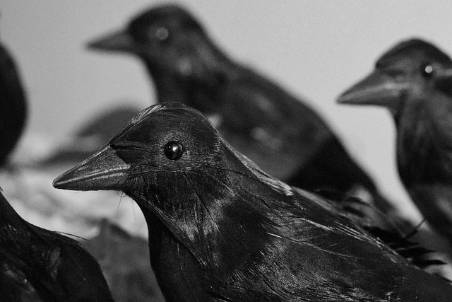 A close-up of artificial ravens.