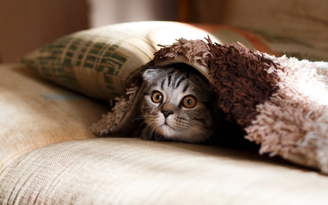 Un chat gris sous une couverture brune.